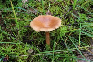 lactarius theiogalus (2) (1000 x 667).jpg_product_product_product_product_product_product_product